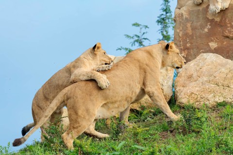A female lion cub (Panthera leo) plays with her mother on a rocky hill on a sunny day. Captive