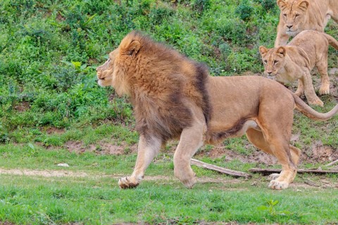 A large male lion (Panthera leo) runs down a hill across a meadow, followed by his female and their