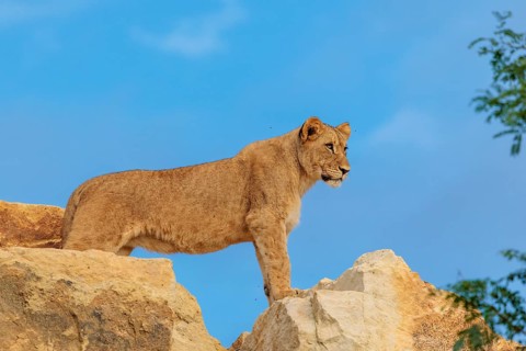 A young female lion (Panthera leo) stands on a rocky hill on a sunny day, observing something.