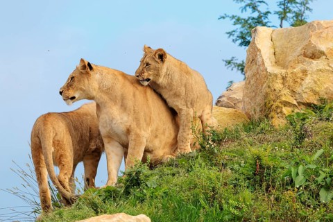 A female lion cub (Panthera leo) plays with her mother on a rocky hill on a sunny day, observed by
