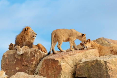 A small pride of lions (Panthera leo) rests on a rocky hill on a sunny day. Captive