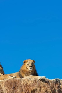 A big male lion (Panthera leo) rests on a rocky hill on a sunny day, observing something. Captive