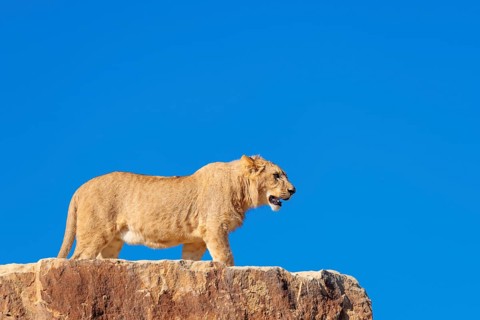 A young male lion (Panthera leo) stands on a rocky hill on a sunny day, observing something.