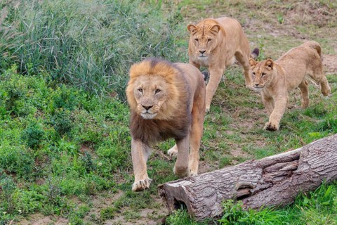 A large male lion (Panthera leo) runs down a hill across a meadow, followed by his female and their