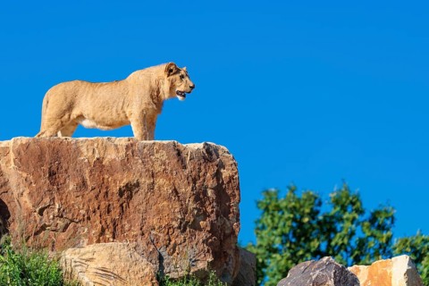 A young male lion (Panthera leo) stands on a rocky hill on a sunny day, observing something.