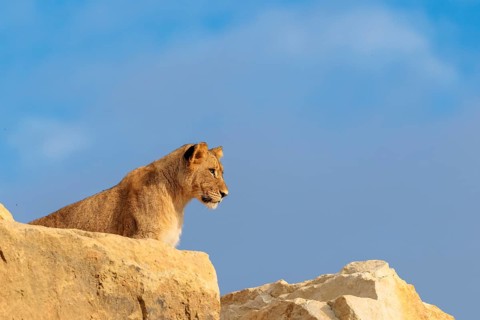 A young male lion (Panthera leo) stands on a rocky hill on a sunny day, observing something.