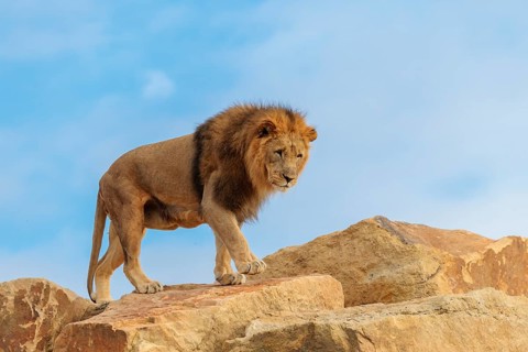 A big male lion (Panthera leo) walks across a rocky hill on a sunny day. Captive