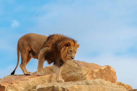 A big male lion (Panthera leo) walks across a rocky hill on a sunny day. Captive