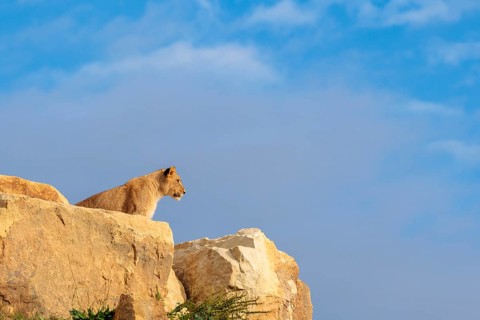 A young male lion (Panthera leo) stands on a rocky hill on a sunny day, observing something.