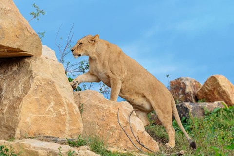 An adult female lion (Panthera leo) climbs a rocky hill on a sunny day. Captive