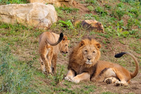 A male lion cub (Panthera leo) plays with his father on a rocky hill on a sunny day. Captive