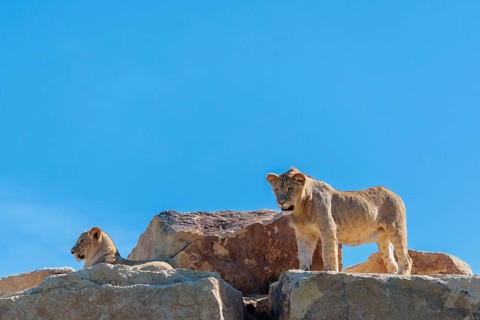 A young male lion (Panthera leo) stands next to a female cub lying on a rocky hill on a sunny day.
