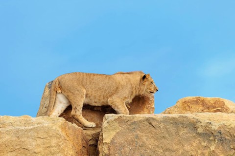 A young male lion (Panthera leo) walks across a rocky hill on a sunny day. Captive