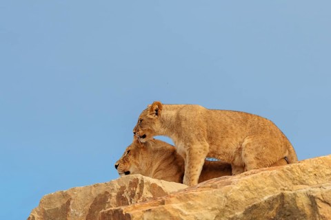 A lioness (Panthera leo) rests with her daughter on a rocky hill on a sunny day. Captive