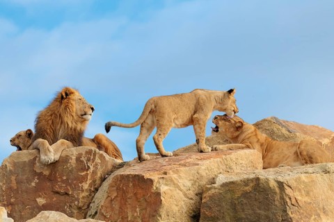 A small pride of lions (Panthera leo) rests on a rocky hill on a sunny day. Captive