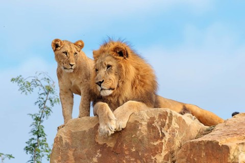 A big male lion (Panthera leo) rests next to a female cub standing on a rocky hill on a sunny day.
