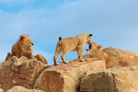 A small pride of lions (Panthera leo) rests on a rocky hill on a sunny day. Captive