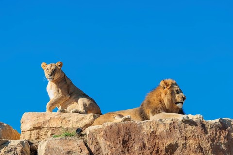 Two adult lions, a male and female (Panthera leo) rest on a rocky hill on a sunny day, observing