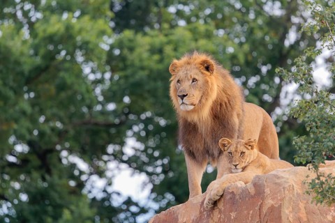 A big male lion (Panthera leo) stands next to a female cub lying on a rocky hill on a sunny day.