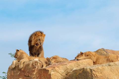 A small pride of lions (Panthera leo) rests on a rocky hill on a sunny day. The adult male lion
