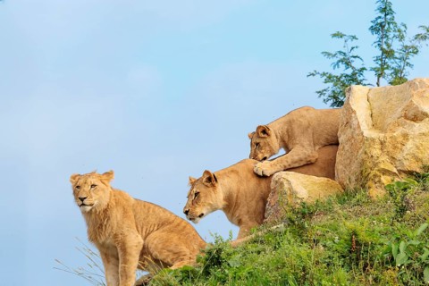 A female lion cub (Panthera leo) plays with her mother on a rocky hill on a sunny day, observed by