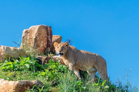 A young male lion (Panthera leo) stands on a rocky hill on a sunny day, observing something.