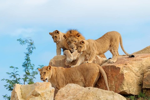 A female lion cub (Panthera leo) plays with her mother on a rocky hill on a sunny day, observed by