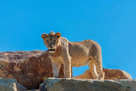 A young male lion (Panthera leo) stands on a rocky hill on a sunny day, observing something.