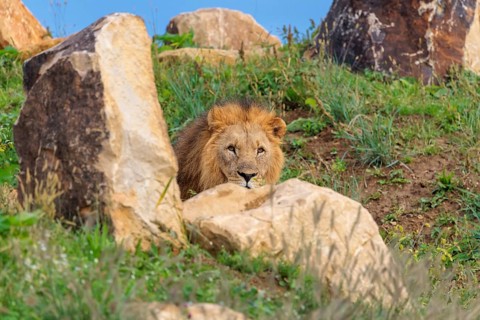 A big male lion (Panthera leo) rests behind rocks on a rocky hill on a sunny day. Captive