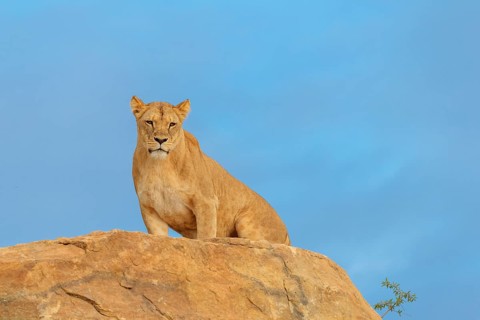 An adult female lion (Panthera leo) stands on a rocky hill on a sunny day, observing something.