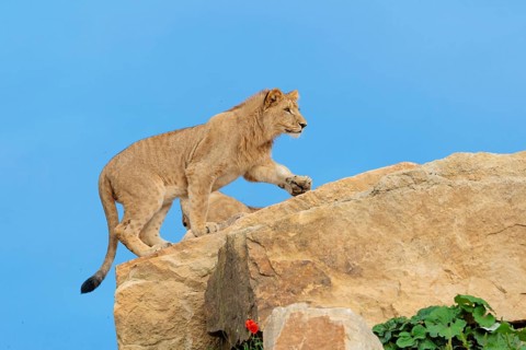A young male lion (Panthera leo) walks across a rocky hill on a sunny day. Captive