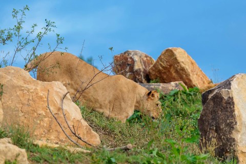 An adult female lion (Panthera leo) leaves a rocky hill on a sunny day. Captive