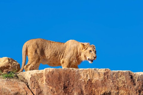 A young male lion (Panthera leo) stands on a rocky hill on a sunny day, observing something.