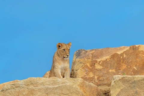 A young female lion (Panthera leo) walks across a rocky hill on a sunny day. Captive