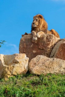 A small pride of lions (Panthera leo) rests on a rocky hill on a sunny day. Captive