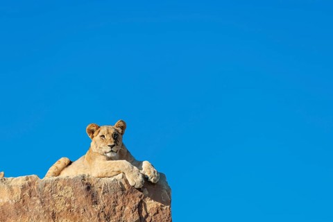 A young male lion (Panthera leo) rests on a rocky hill on a sunny day, observing something. Captive