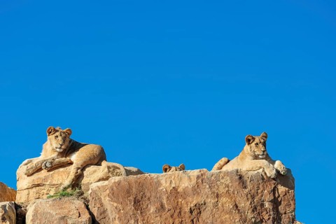 Three lion cubs (Panthera leo) rest on a rocky hill on a sunny day, observing something. Captive