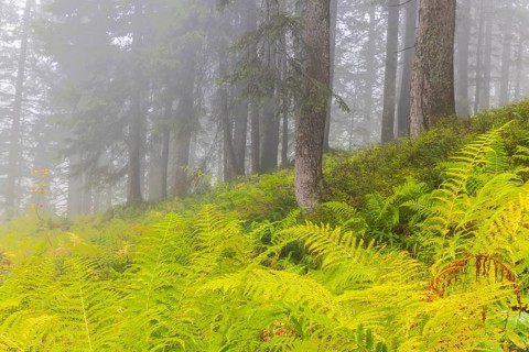 Worm fern (Dryopteris filix-mas) in coniferous forest, Leptosporangiate ferns (Polypodiopsida),