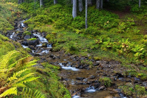 Worm fern (Dryopteris filix-mas) lining a mountain stream, Leptosporangiate ferns (Polypodiopsida),