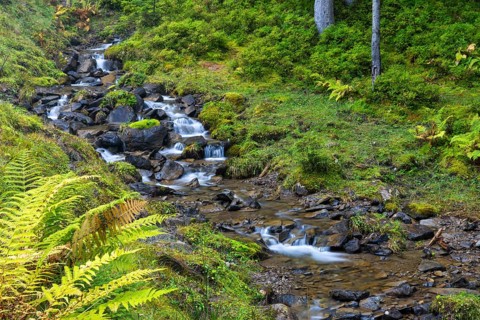 Worm fern (Dryopteris filix-mas) lining a mountain stream, Leptosporangiate ferns (Polypodiopsida),