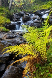 Worm fern (Dryopteris filix-mas) by a mountain stream, Leptosporangiate ferns (Polypodiopsida),