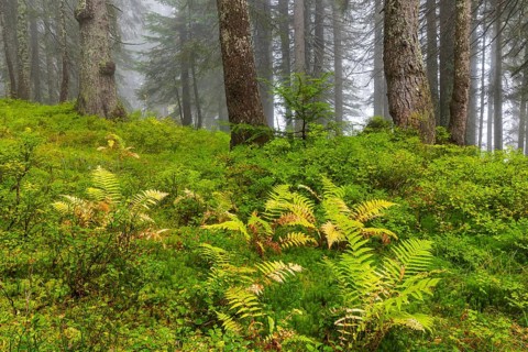 Worm fern (Dryopteris filix-mas) in coniferous forest, Leptosporangiate ferns (Polypodiopsida),