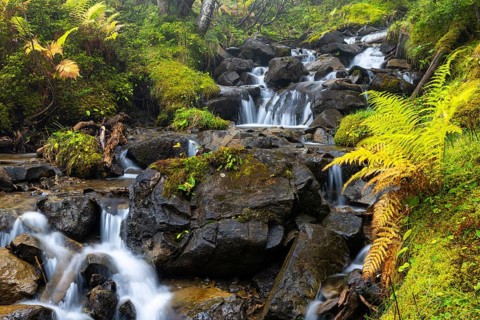 Worm fern (Dryopteris filix-mas) by a mountain stream, Leptosporangiate ferns (Polypodiopsida),