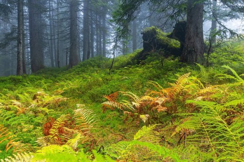 Worm fern (Dryopteris filix-mas) in coniferous forest, Leptosporangiate ferns (Polypodiopsida),