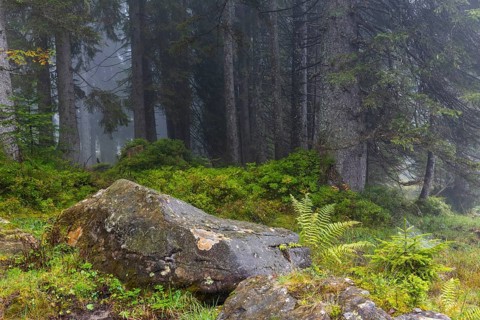 Worm fern (Dryopteris filix-mas) next to stone in coniferous forest, Leptosporangiate ferns