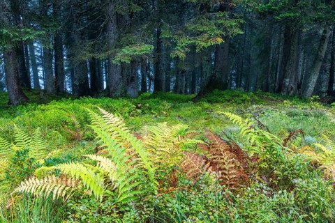 Worm fern (Dryopteris filix-mas) in front of coniferous forest, Leptosporangiate ferns
