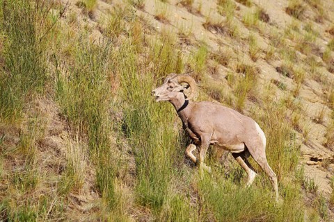 Rocky Mountains bighorn sheep (Ovis canadensis canadensis), ram, Banff National Park, Alberta,