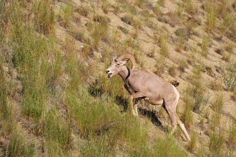 Rocky Mountains bighorn sheep (Ovis canadensis canadensis), ram, Banff National Park, Alberta,