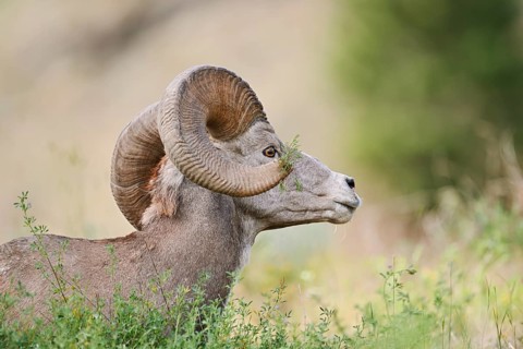 Rocky Mountains bighorn sheep (Ovis canadensis canadensis), ram, portrait, Banff National Park,