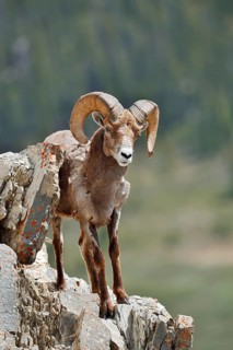 Rocky Mountains bighorn sheep (Ovis canadensis canadensis), ram standing on a rock, Jasper National